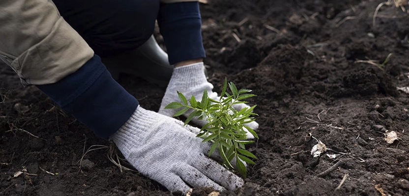 Garden planting and flower bed design in Vancouver WA