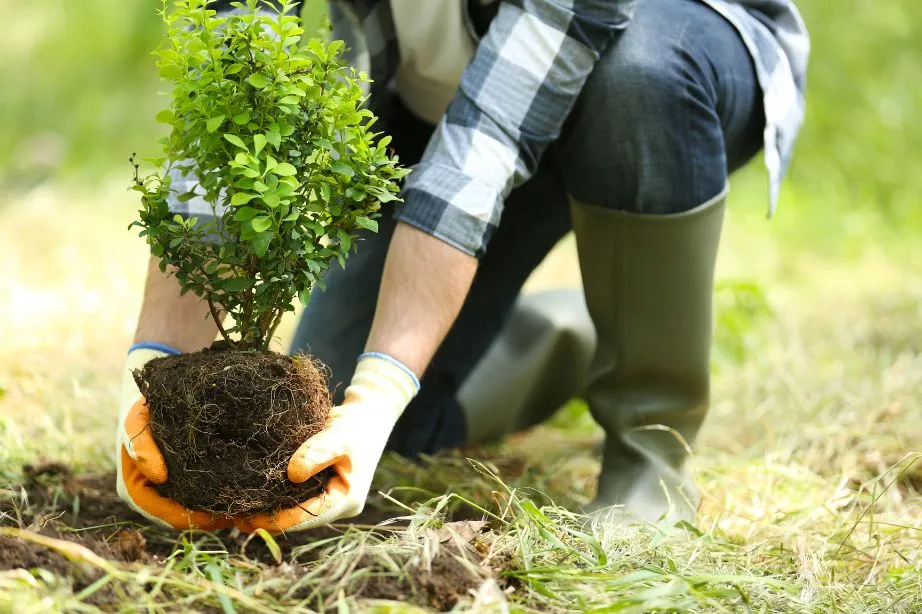 Professional tree planting and garden design services in Vancouver WA by FRS Remodeling